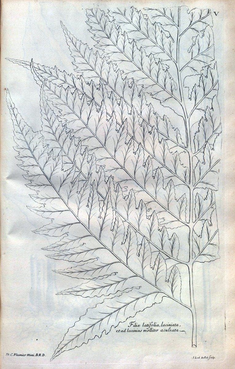 Description des plantes de l'Amerique :.A Paris, :De l'Imprimerie Royale,M.DC.CXIII [i.e | Botany "Pictorial works" "Pre-Linnean works" "West Indies"  | Vintage Print Reproduction 468052