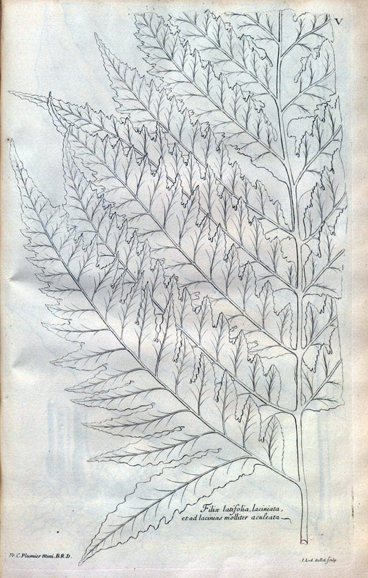Description des plantes de l'Amerique :.A Paris, :De l'Imprimerie Royale,M.DC.CXIII [i.e | Botany "Pictorial works" "Pre-Linnean works" "West Indies"  | Vintage Print Reproduction 468052