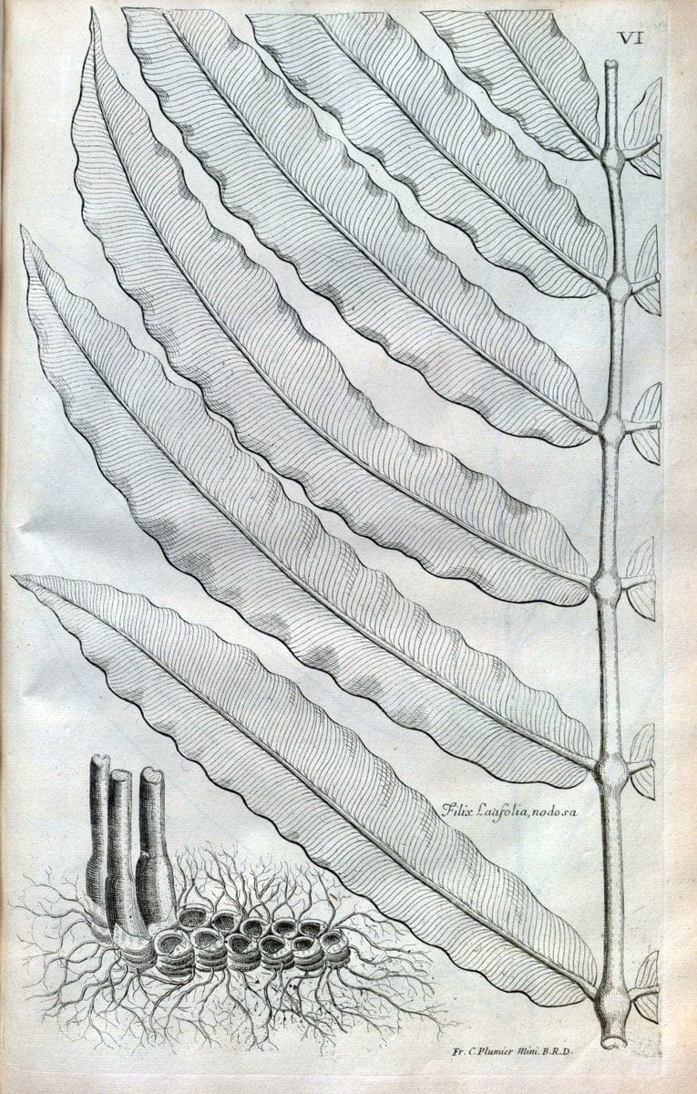 Description des plantes de l'Amerique :.A Paris, :De l'Imprimerie Royale,M.DC.CXIII [i.e | Botany "Pictorial works" "Pre-Linnean works" "West Indies"  | Vintage Print Reproduction 468053