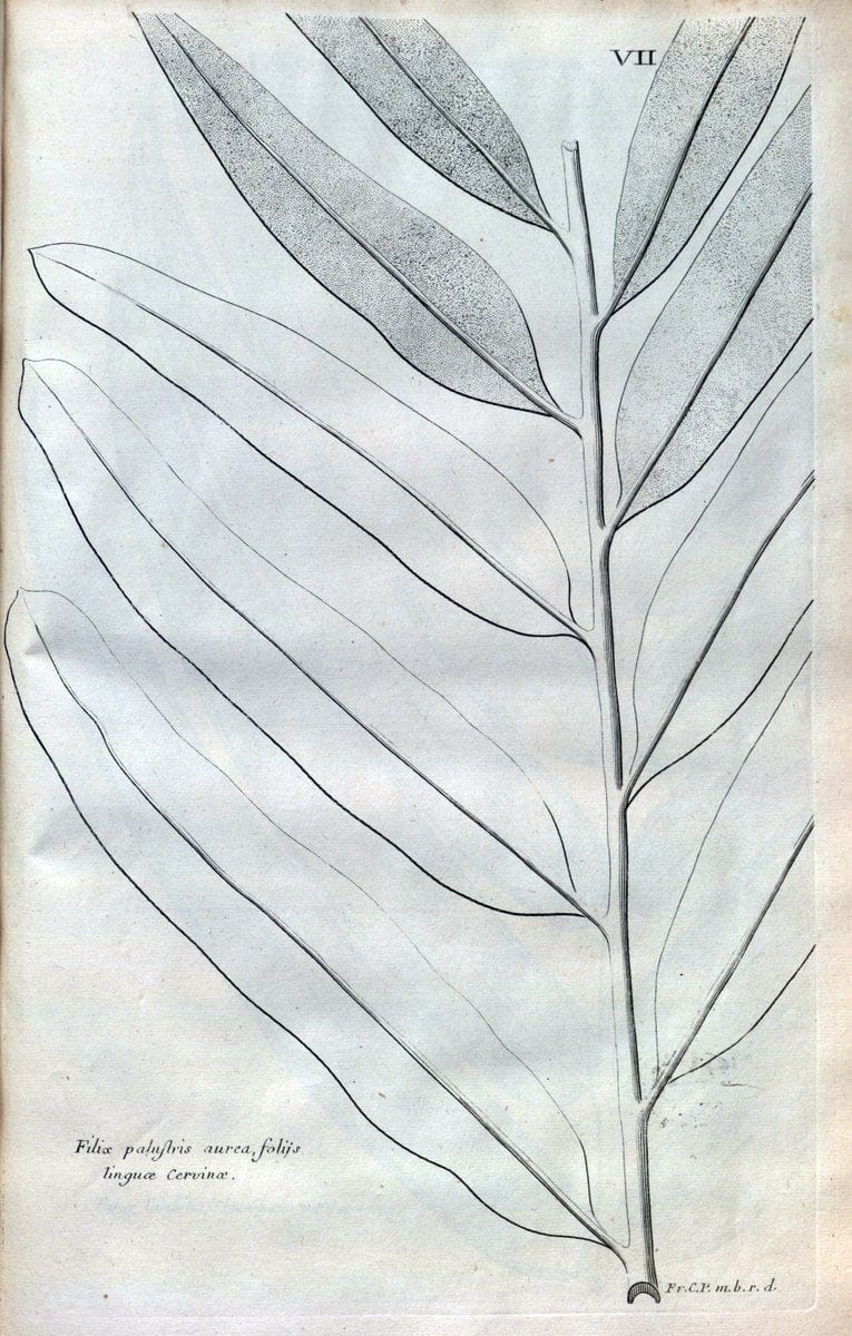 Description des plantes de l'Amerique :.A Paris, :De l'Imprimerie Royale,M.DC.CXIII [i.e | Botany "Pictorial works" "Pre-Linnean works" "West Indies"  | Vintage Print Reproduction 468054