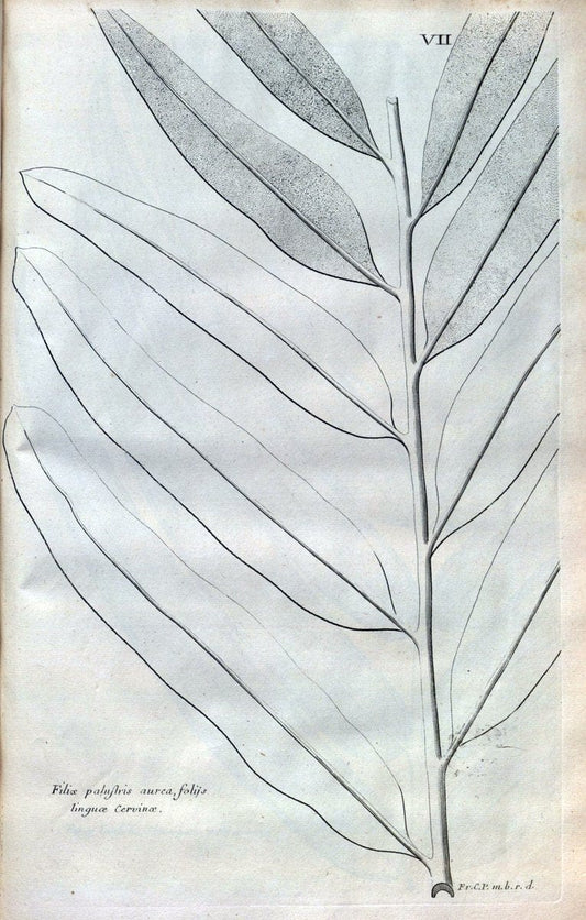 Description des plantes de l'Amerique :.A Paris, :De l'Imprimerie Royale,M.DC.CXIII [i.e | Botany "Pictorial works" "Pre-Linnean works" "West Indies"  | Vintage Print Reproduction 468054
