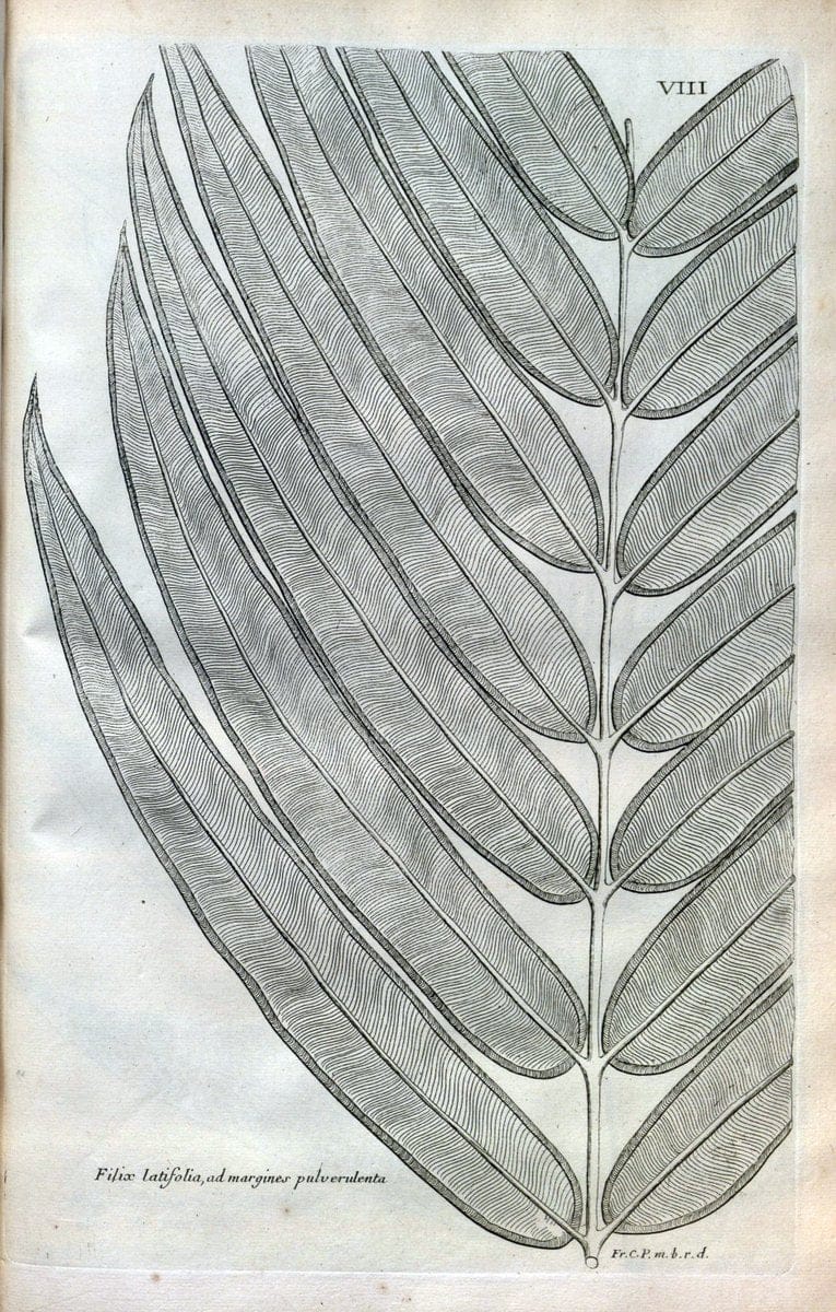 Description des plantes de l'Amerique :.A Paris, :De l'Imprimerie Royale,M.DC.CXIII [i.e | Botany "Pictorial works" "Pre-Linnean works" "West Indies"  | Vintage Print Reproduction 468055