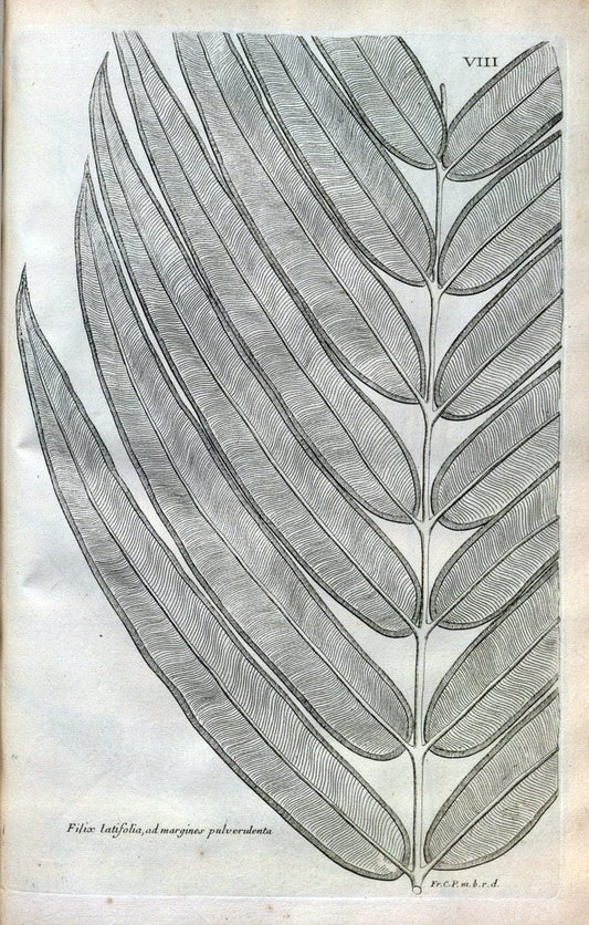 Description des plantes de l'Amerique :.A Paris, :De l'Imprimerie Royale,M.DC.CXIII [i.e | Botany "Pictorial works" "Pre-Linnean works" "West Indies"  | Vintage Print Reproduction 468055