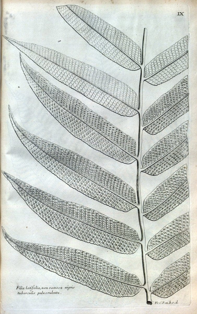 Description des plantes de l'Amerique :.A Paris, :De l'Imprimerie Royale,M.DC.CXIII [i.e | Botany "Pictorial works" "Pre-Linnean works" "West Indies"  | Vintage Print Reproduction 468056