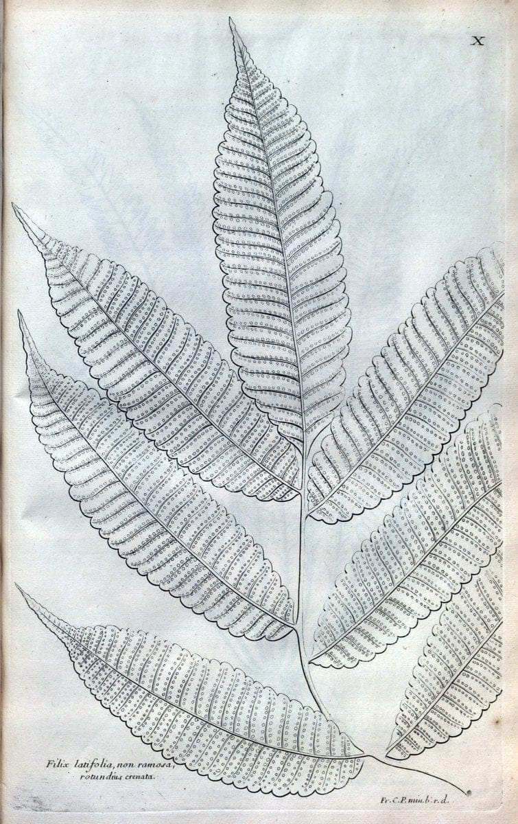 Description des plantes de l'Amerique :.A Paris, :De l'Imprimerie Royale,M.DC.CXIII [i.e | Botany "Pictorial works" "Pre-Linnean works" "West Indies"  | Vintage Print Reproduction 468057