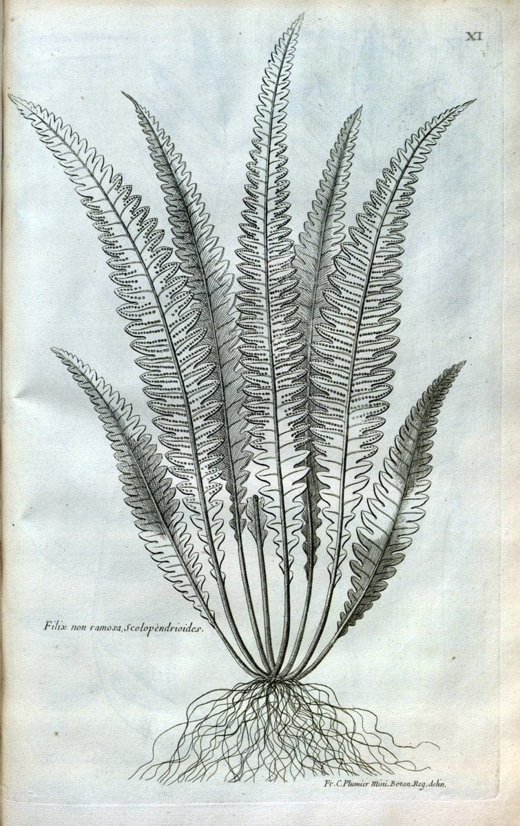 Description des plantes de l'Amerique :.A Paris, :De l'Imprimerie Royale,M.DC.CXIII [i.e | Botany "Pictorial works" "Pre-Linnean works" "West Indies"  | Vintage Print Reproduction 468058