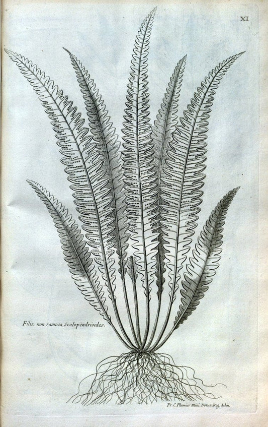 Description des plantes de l'Amerique :.A Paris, :De l'Imprimerie Royale,M.DC.CXIII [i.e | Botany "Pictorial works" "Pre-Linnean works" "West Indies"  | Vintage Print Reproduction 468058