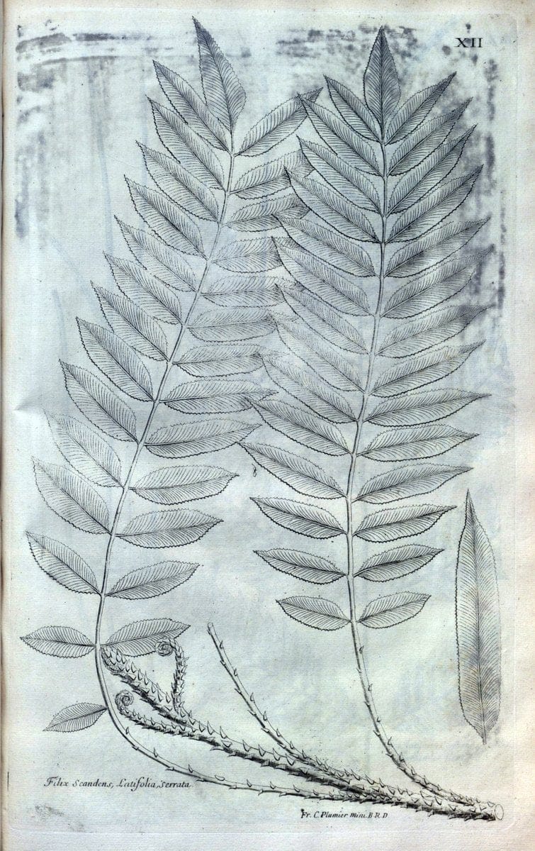 Description des plantes de l'Amerique :.A Paris, :De l'Imprimerie Royale,M.DC.CXIII [i.e | Botany "Pictorial works" "Pre-Linnean works" "West Indies"  | Vintage Print Reproduction 468059