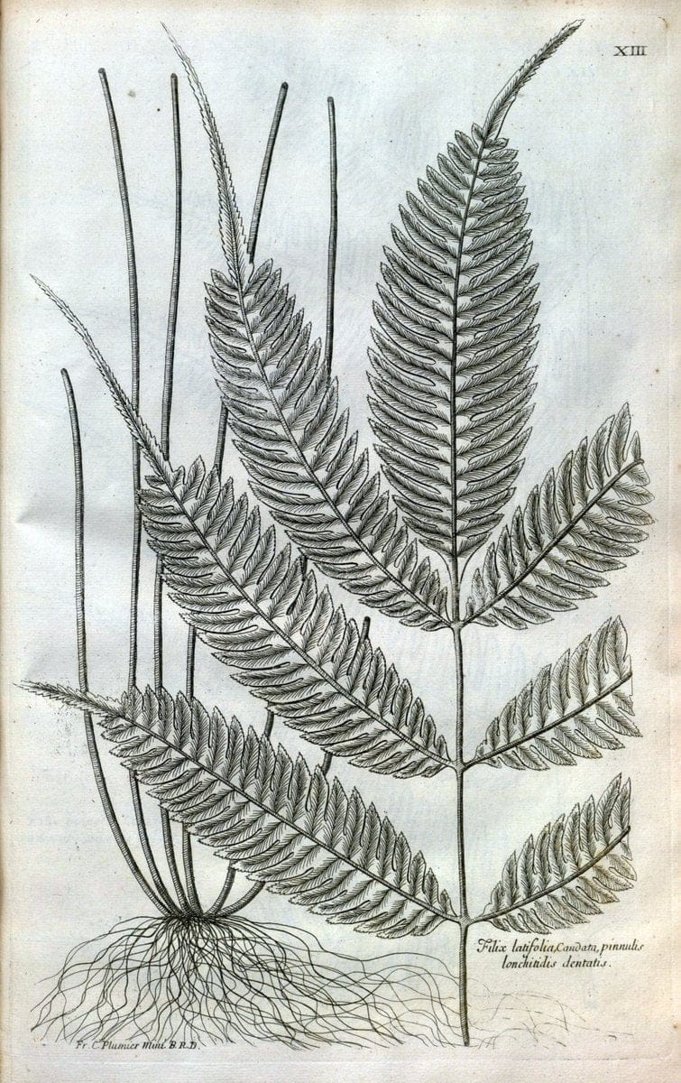Description des plantes de l'Amerique :.A Paris, :De l'Imprimerie Royale,M.DC.CXIII [i.e | Botany "Pictorial works" "Pre-Linnean works" "West Indies"  | Vintage Print Reproduction 468060