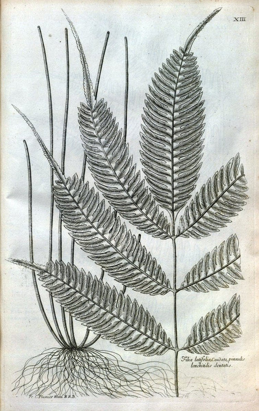 Description des plantes de l'Amerique :.A Paris, :De l'Imprimerie Royale,M.DC.CXIII [i.e | Botany "Pictorial works" "Pre-Linnean works" "West Indies"  | Vintage Print Reproduction 468060