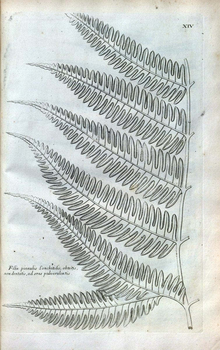 Description des plantes de l'Amerique :.A Paris, :De l'Imprimerie Royale,M.DC.CXIII [i.e | Botany "Pictorial works" "Pre-Linnean works" "West Indies"  | Vintage Print Reproduction 468061