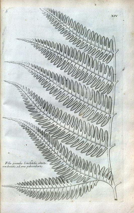 Description des plantes de l'Amerique :.A Paris, :De l'Imprimerie Royale,M.DC.CXIII [i.e | Botany "Pictorial works" "Pre-Linnean works" "West Indies"  | Vintage Print Reproduction 468061