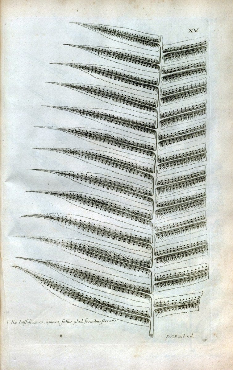 Description des plantes de l'Amerique :.A Paris, :De l'Imprimerie Royale,M.DC.CXIII [i.e | Botany "Pictorial works" "Pre-Linnean works" "West Indies"  | Vintage Print Reproduction 468062