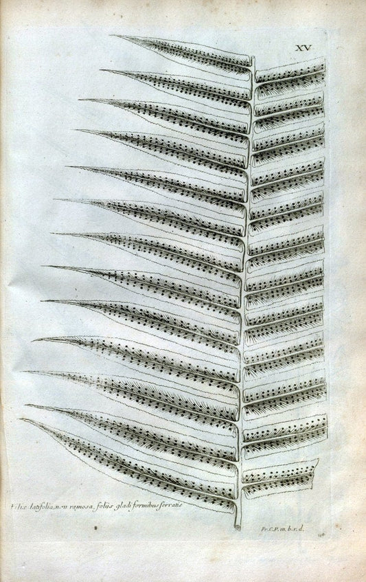 Description des plantes de l'Amerique :.A Paris, :De l'Imprimerie Royale,M.DC.CXIII [i.e | Botany "Pictorial works" "Pre-Linnean works" "West Indies"  | Vintage Print Reproduction 468062