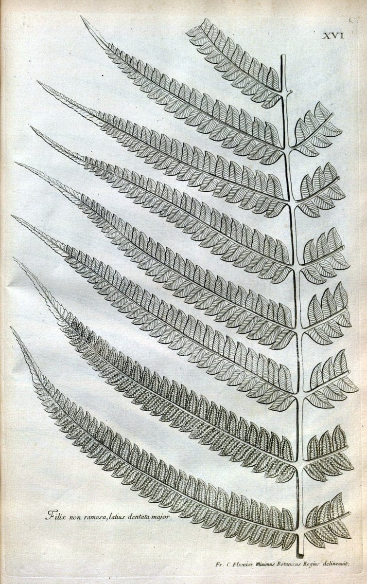 Description des plantes de l'Amerique :.A Paris, :De l'Imprimerie Royale,M.DC.CXIII [i.e | Botany "Pictorial works" "Pre-Linnean works" "West Indies"  | Vintage Print Reproduction 468063