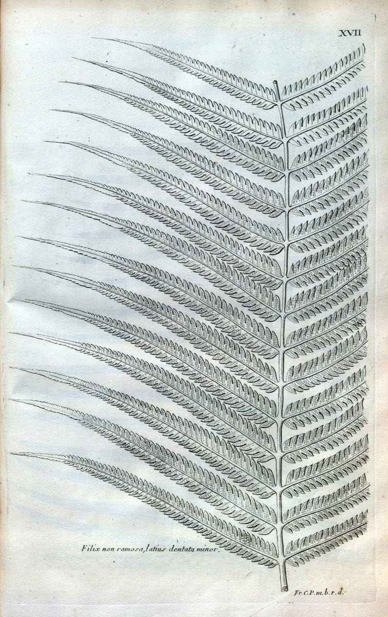 Description des plantes de l'Amerique :.A Paris, :De l'Imprimerie Royale,M.DC.CXIII [i.e | Botany "Pictorial works" "Pre-Linnean works" "West Indies"  | Vintage Print Reproduction 468064