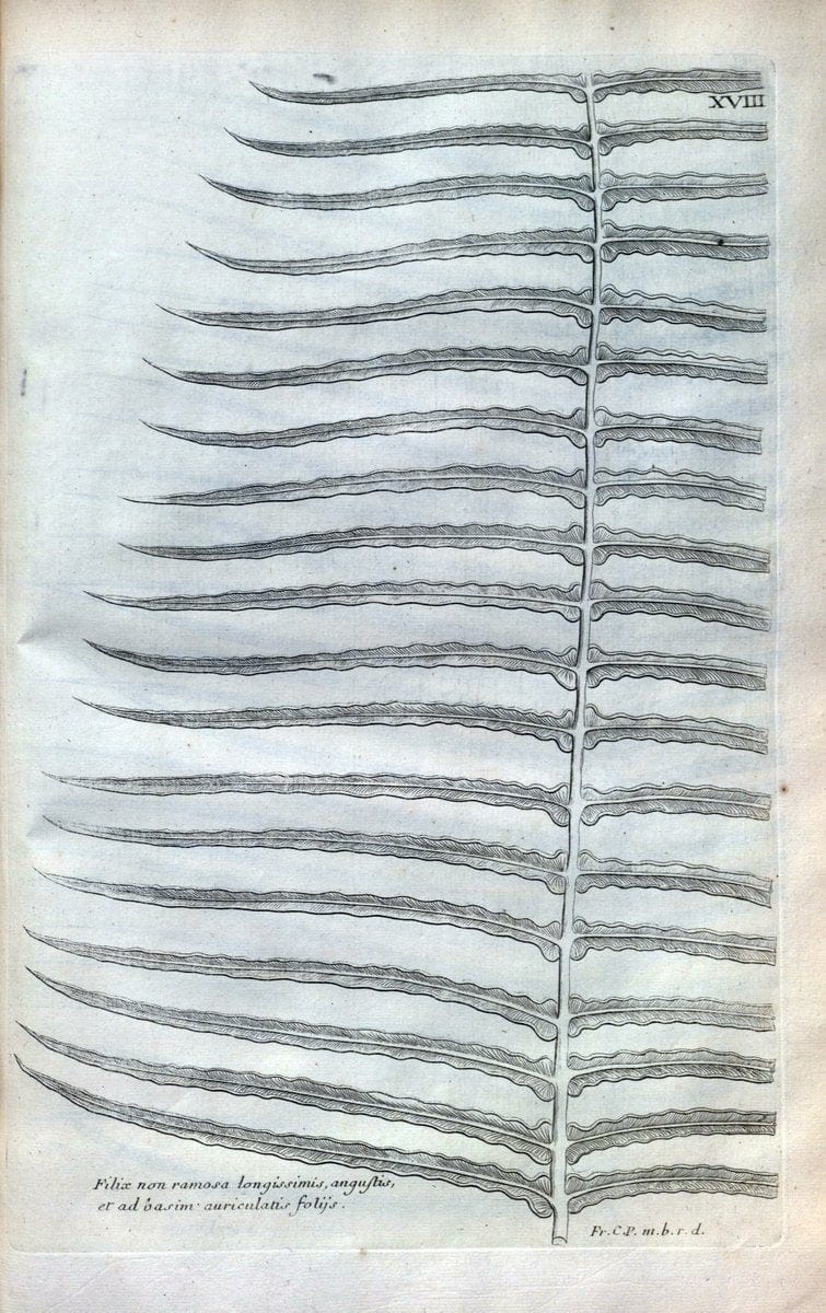 Description des plantes de l'Amerique :.A Paris, :De l'Imprimerie Royale,M.DC.CXIII [i.e | Botany "Pictorial works" "Pre-Linnean works" "West Indies"  | Vintage Print Reproduction 468065