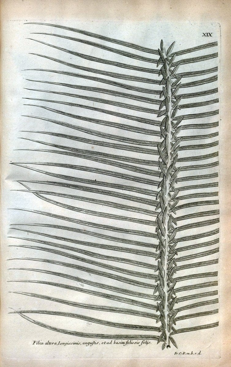 Description des plantes de l'Amerique :.A Paris, :De l'Imprimerie Royale,M.DC.CXIII [i.e | Botany "Pictorial works" "Pre-Linnean works" "West Indies"  | Vintage Print Reproduction 468066