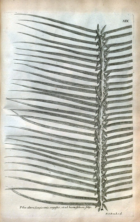 Description des plantes de l'Amerique :.A Paris, :De l'Imprimerie Royale,M.DC.CXIII [i.e | Botany "Pictorial works" "Pre-Linnean works" "West Indies"  | Vintage Print Reproduction 468066