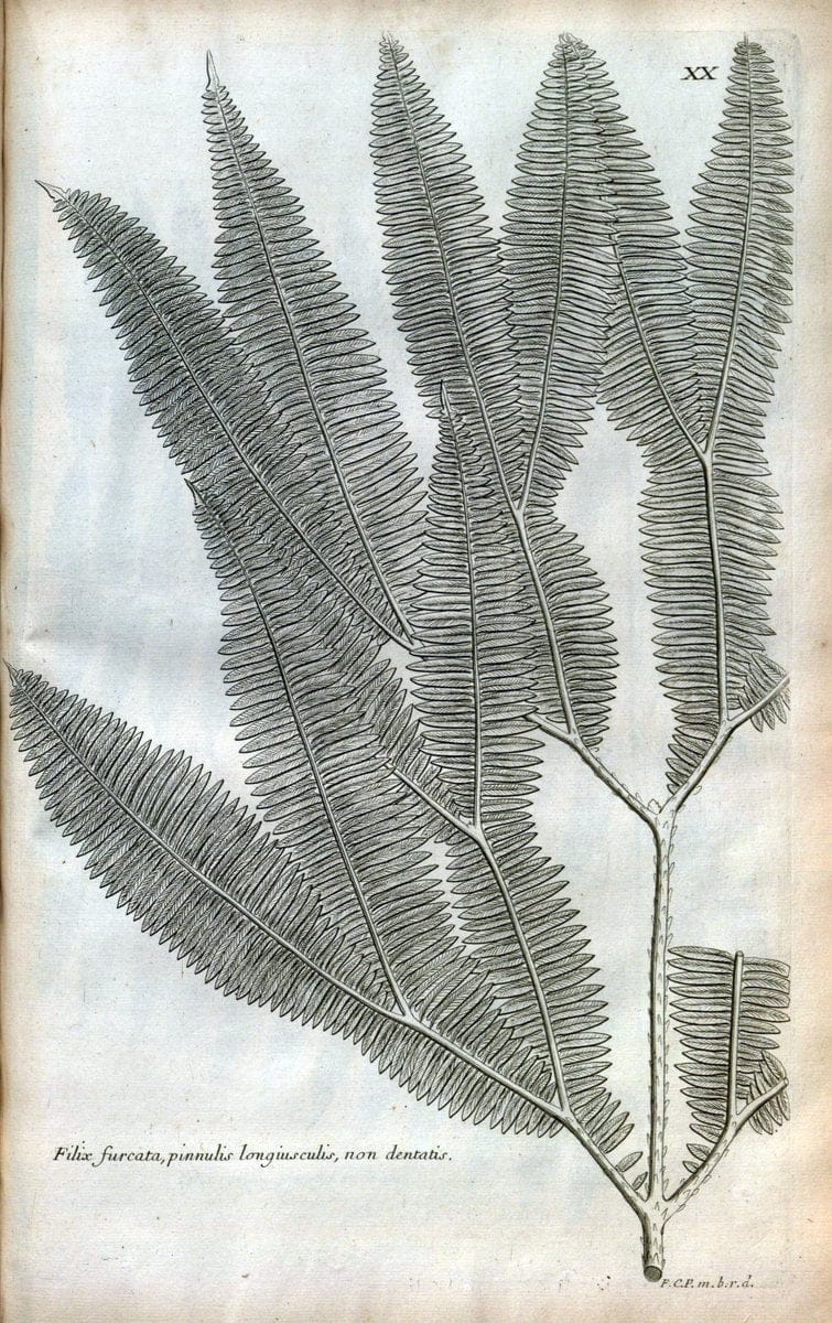 Description des plantes de l'Amerique :.A Paris, :De l'Imprimerie Royale,M.DC.CXIII [i.e | Botany "Pictorial works" "Pre-Linnean works" "West Indies"  | Vintage Print Reproduction 468067