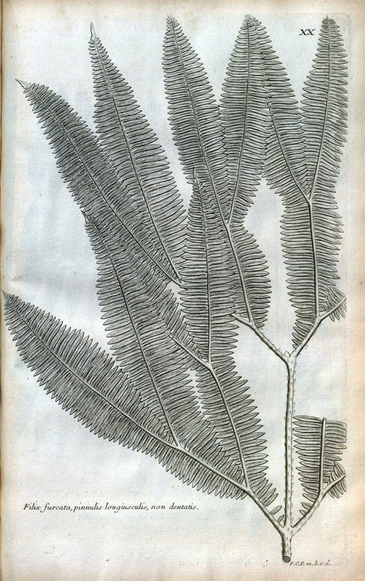 Description des plantes de l'Amerique :.A Paris, :De l'Imprimerie Royale,M.DC.CXIII [i.e | Botany "Pictorial works" "Pre-Linnean works" "West Indies"  | Vintage Print Reproduction 468067