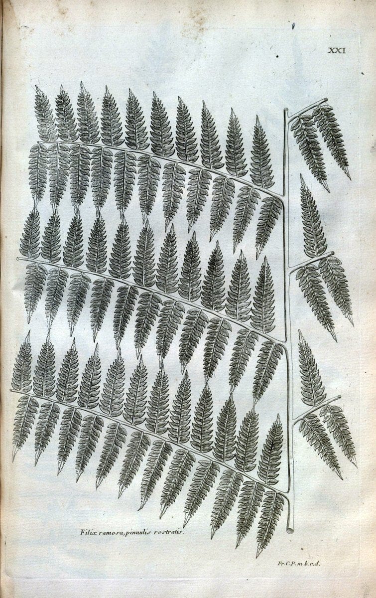 Description des plantes de l'Amerique :.A Paris, :De l'Imprimerie Royale,M.DC.CXIII [i.e | Botany "Pictorial works" "Pre-Linnean works" "West Indies"  | Vintage Print Reproduction 468068