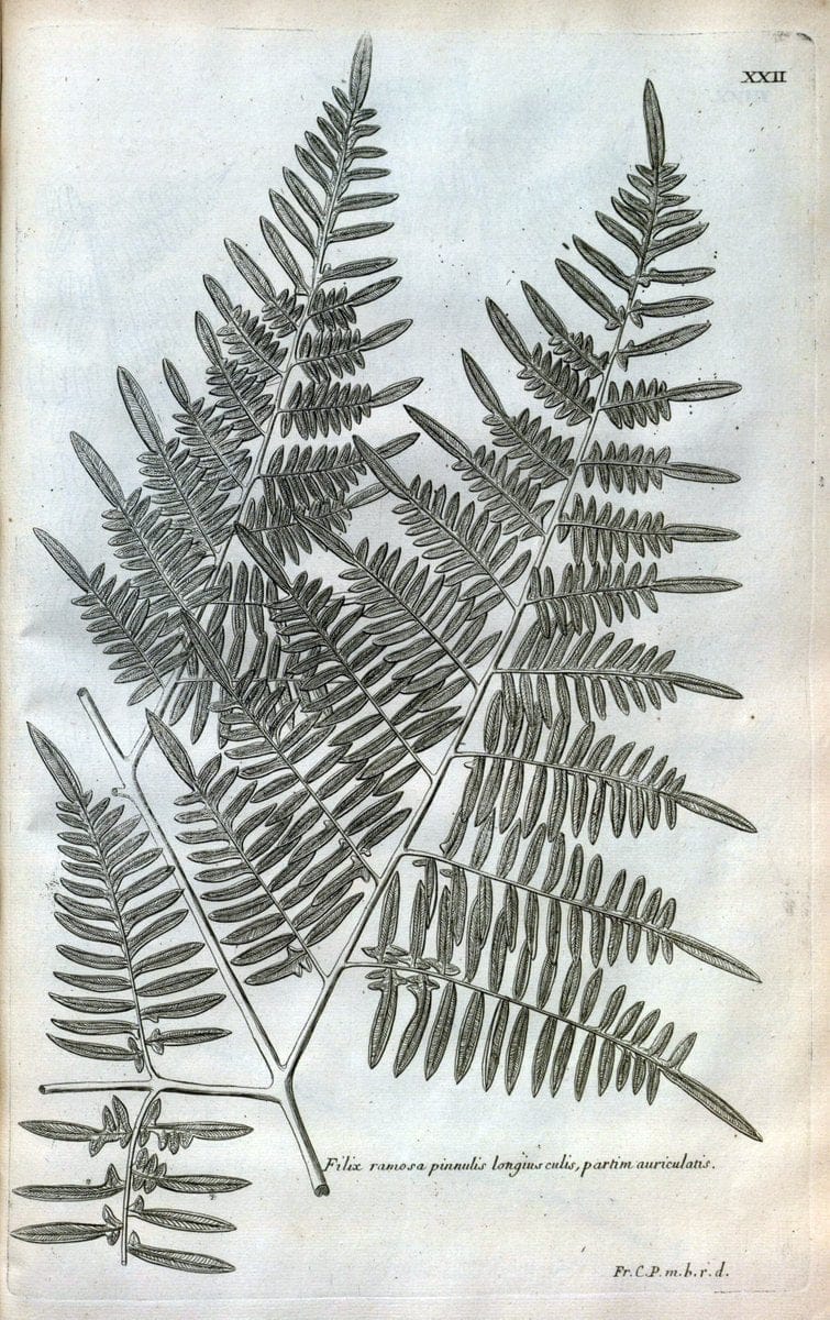 Description des plantes de l'Amerique :.A Paris, :De l'Imprimerie Royale,M.DC.CXIII [i.e | Botany "Pictorial works" "Pre-Linnean works" "West Indies"  | Vintage Print Reproduction 468069
