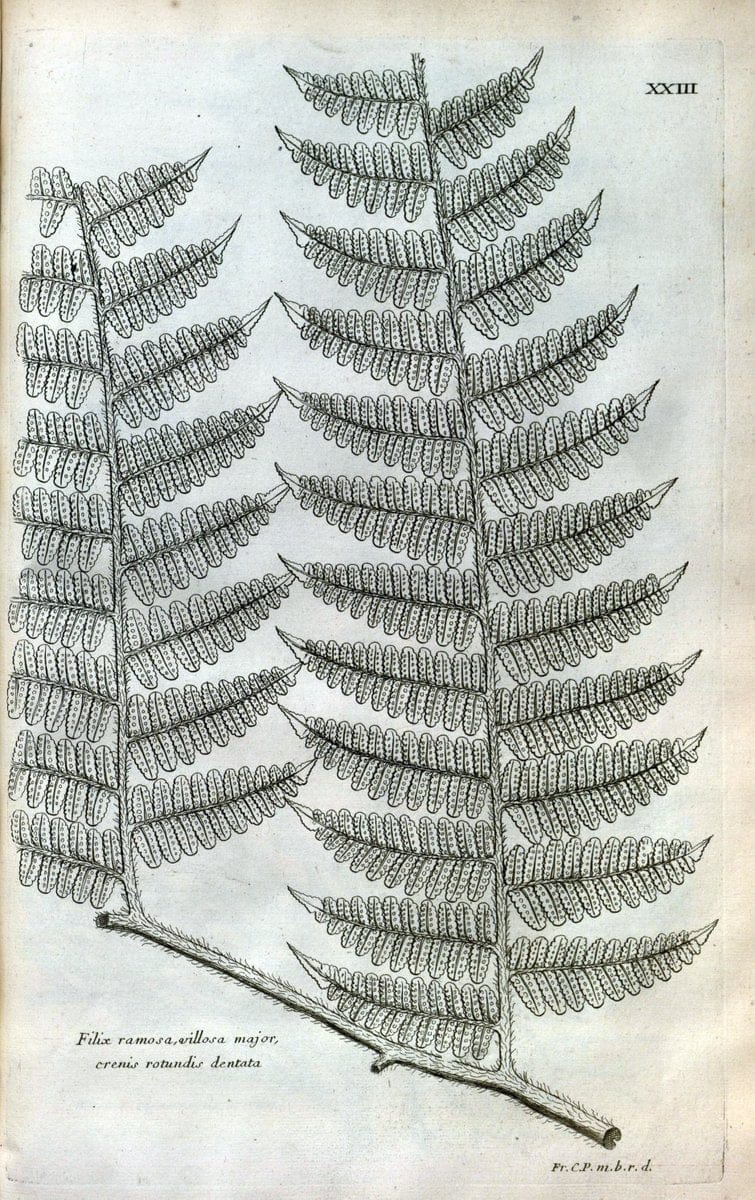 Description des plantes de l'Amerique :.A Paris, :De l'Imprimerie Royale,M.DC.CXIII [i.e | Botany "Pictorial works" "Pre-Linnean works" "West Indies"  | Vintage Print Reproduction 468070