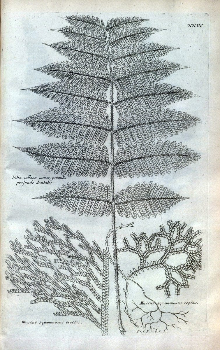 Description des plantes de l'Amerique :.A Paris, :De l'Imprimerie Royale,M.DC.CXIII [i.e | Botany "Pictorial works" "Pre-Linnean works" "West Indies"  | Vintage Print Reproduction 468071