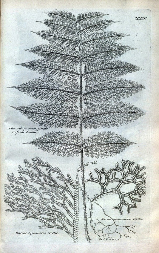 Description des plantes de l'Amerique :.A Paris, :De l'Imprimerie Royale,M.DC.CXIII [i.e | Botany "Pictorial works" "Pre-Linnean works" "West Indies"  | Vintage Print Reproduction 468071