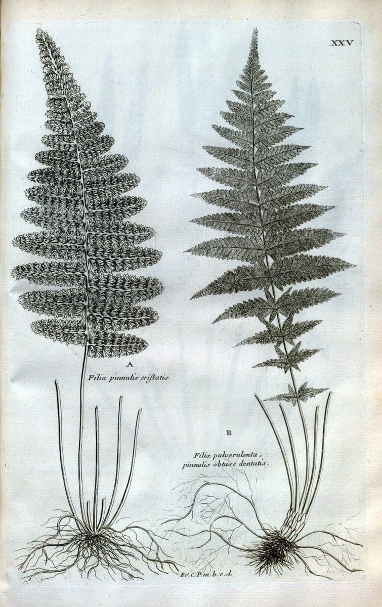 Description des plantes de l'Amerique :.A Paris, :De l'Imprimerie Royale,M.DC.CXIII [i.e | Botany "Pictorial works" "Pre-Linnean works" "West Indies"  | Vintage Print Reproduction 468072