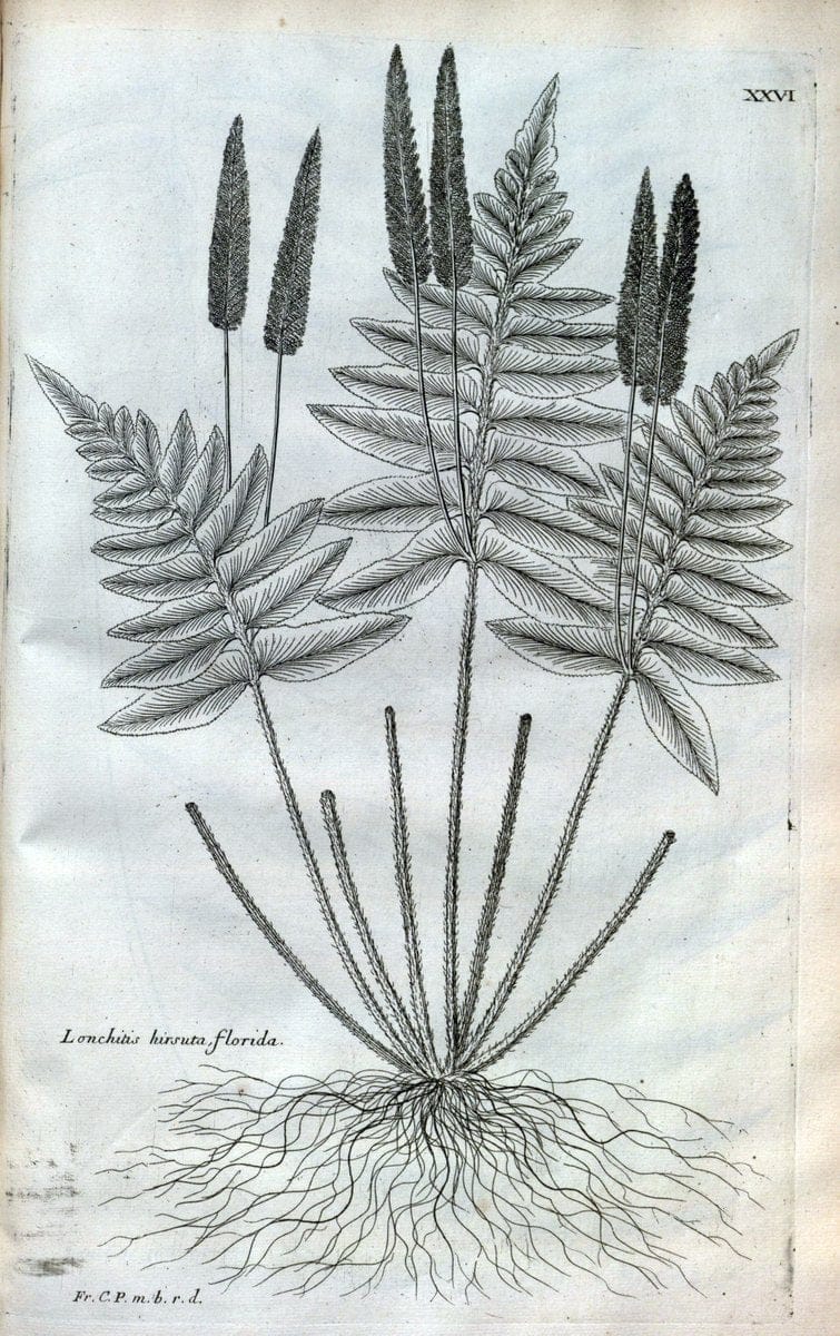 Description des plantes de l'Amerique :.A Paris, :De l'Imprimerie Royale,M.DC.CXIII [i.e | Botany "Pictorial works" "Pre-Linnean works" "West Indies"  | Vintage Print Reproduction 468073