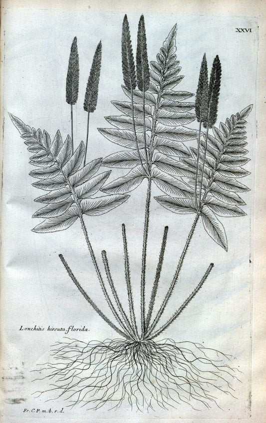 Description des plantes de l'Amerique :.A Paris, :De l'Imprimerie Royale,M.DC.CXIII [i.e | Botany "Pictorial works" "Pre-Linnean works" "West Indies"  | Vintage Print Reproduction 468073