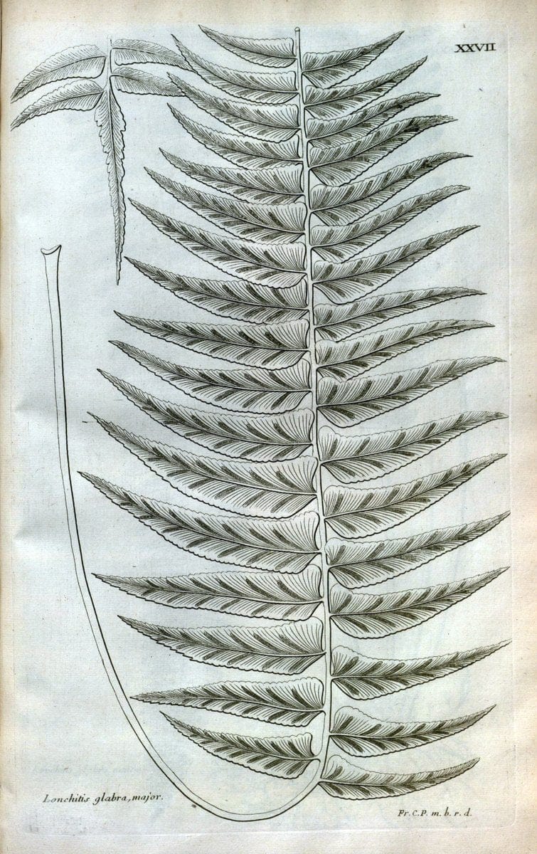 Description des plantes de l'Amerique :.A Paris, :De l'Imprimerie Royale,M.DC.CXIII [i.e | Botany "Pictorial works" "Pre-Linnean works" "West Indies"  | Vintage Print Reproduction 468074