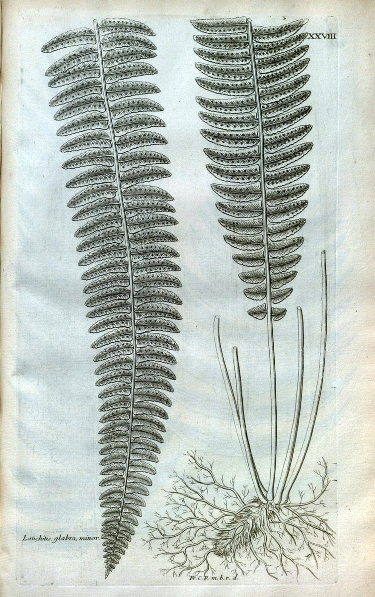 Description des plantes de l'Amerique :.A Paris, :De l'Imprimerie Royale,M.DC.CXIII [i.e | Botany "Pictorial works" "Pre-Linnean works" "West Indies"  | Vintage Print Reproduction 468075