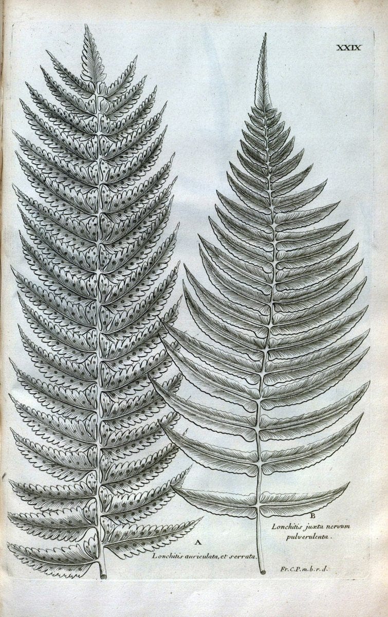 Description des plantes de l'Amerique :.A Paris, :De l'Imprimerie Royale,M.DC.CXIII [i.e | Botany "Pictorial works" "Pre-Linnean works" "West Indies"  | Vintage Print Reproduction 468076