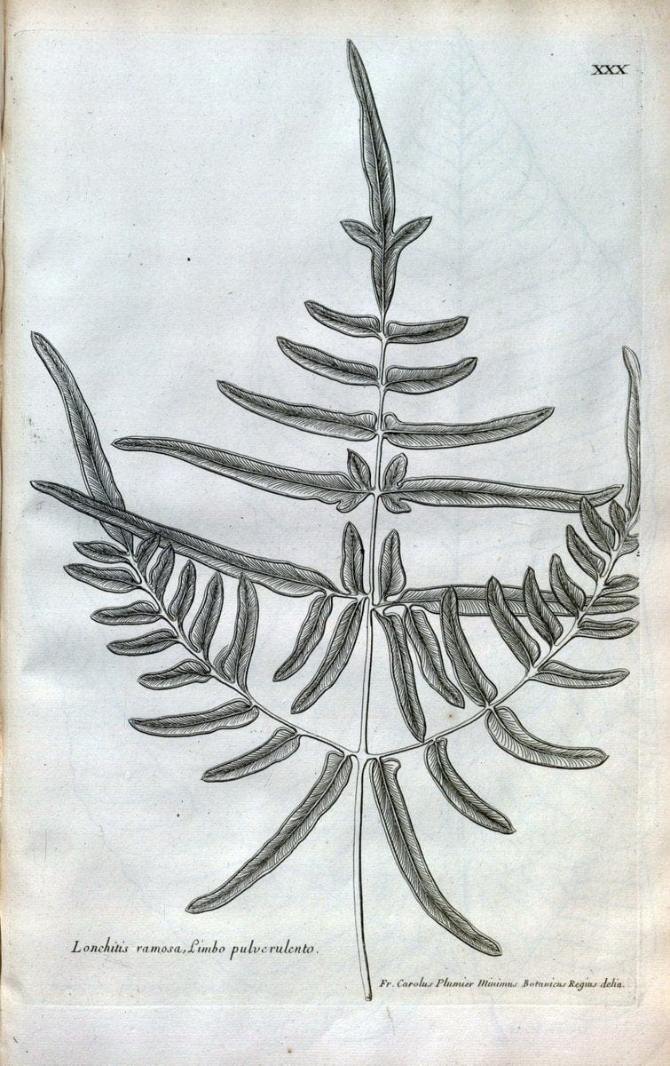 Description des plantes de l'Amerique :.A Paris, :De l'Imprimerie Royale,M.DC.CXIII [i.e | Botany "Pictorial works" "Pre-Linnean works" "West Indies"  | Vintage Print Reproduction 468077