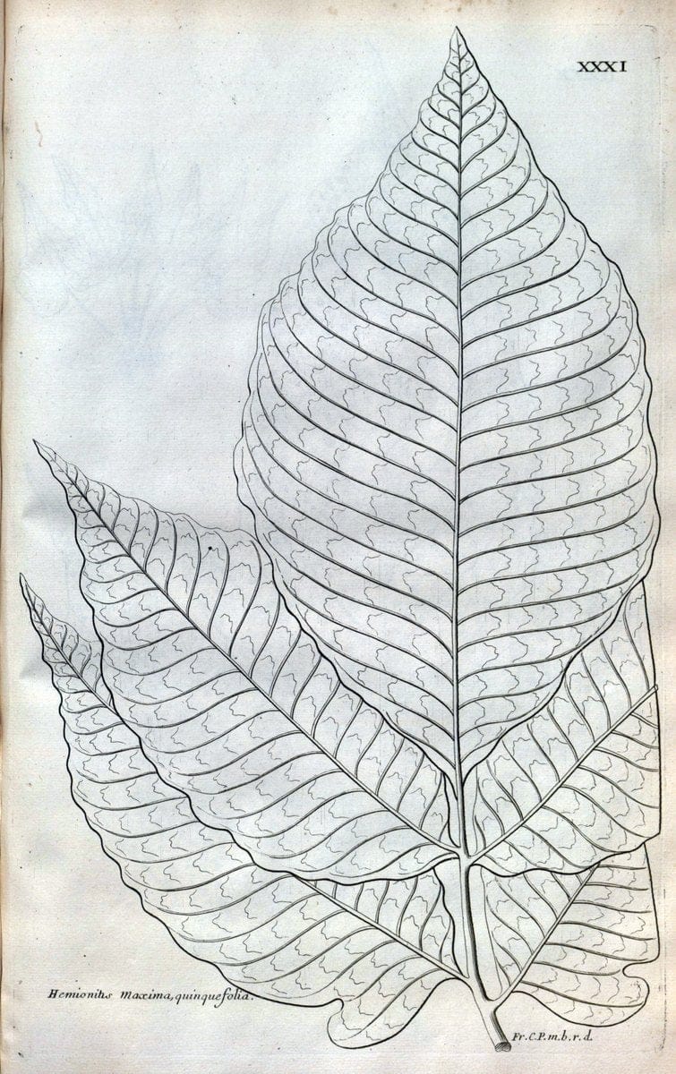 Description des plantes de l'Amerique :.A Paris, :De l'Imprimerie Royale,M.DC.CXIII [i.e | Botany "Pictorial works" "Pre-Linnean works" "West Indies"  | Vintage Print Reproduction 468078