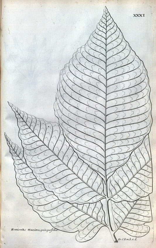 Description des plantes de l'Amerique :.A Paris, :De l'Imprimerie Royale,M.DC.CXIII [i.e | Botany "Pictorial works" "Pre-Linnean works" "West Indies"  | Vintage Print Reproduction 468078