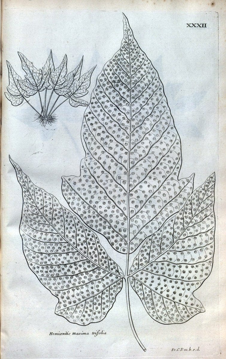 Description des plantes de l'Amerique :.A Paris, :De l'Imprimerie Royale,M.DC.CXIII [i.e | Botany "Pictorial works" "Pre-Linnean works" "West Indies"  | Vintage Print Reproduction 468079