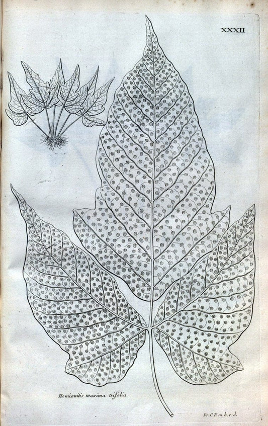 Description des plantes de l'Amerique :.A Paris, :De l'Imprimerie Royale,M.DC.CXIII [i.e | Botany "Pictorial works" "Pre-Linnean works" "West Indies"  | Vintage Print Reproduction 468079