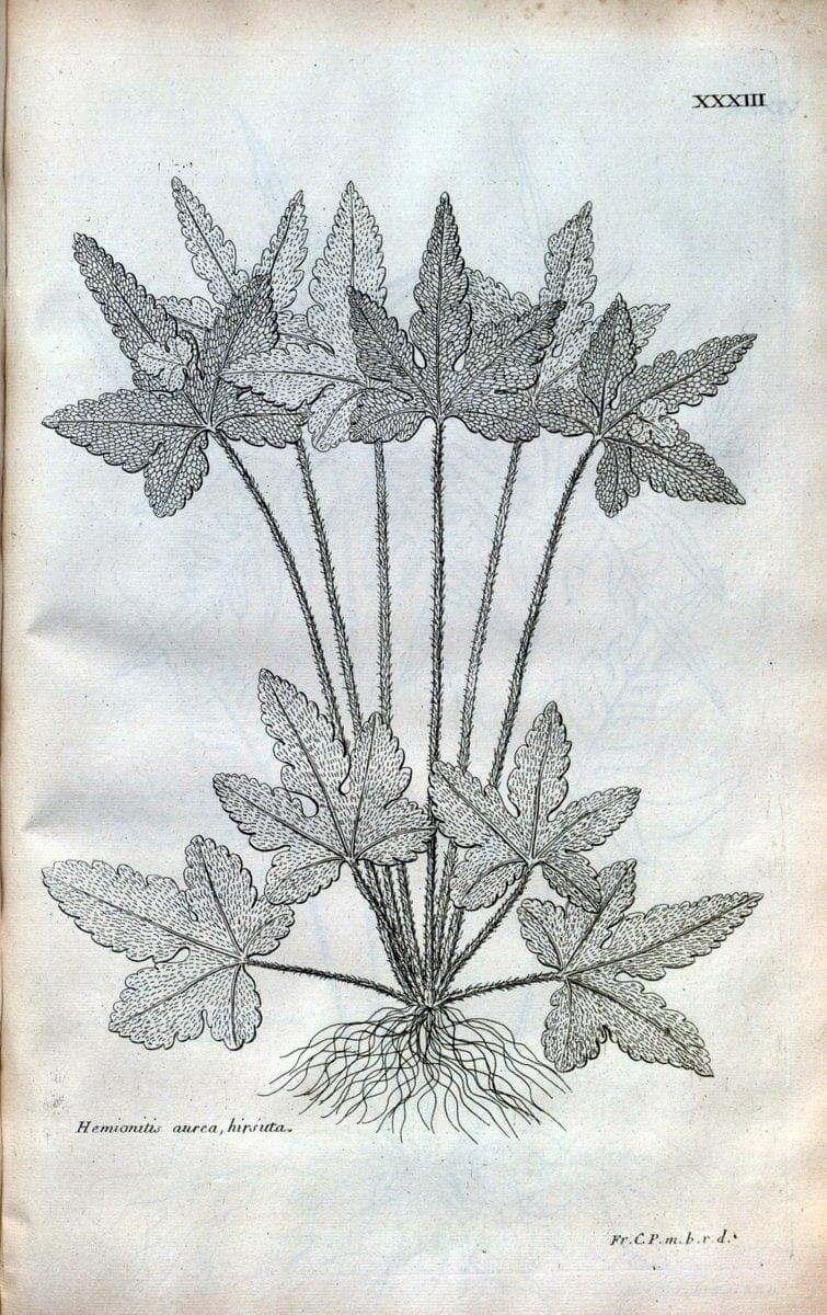 Description des plantes de l'Amerique :.A Paris, :De l'Imprimerie Royale,M.DC.CXIII [i.e | Botany "Pictorial works" "Pre-Linnean works" "West Indies"  | Vintage Print Reproduction 468080