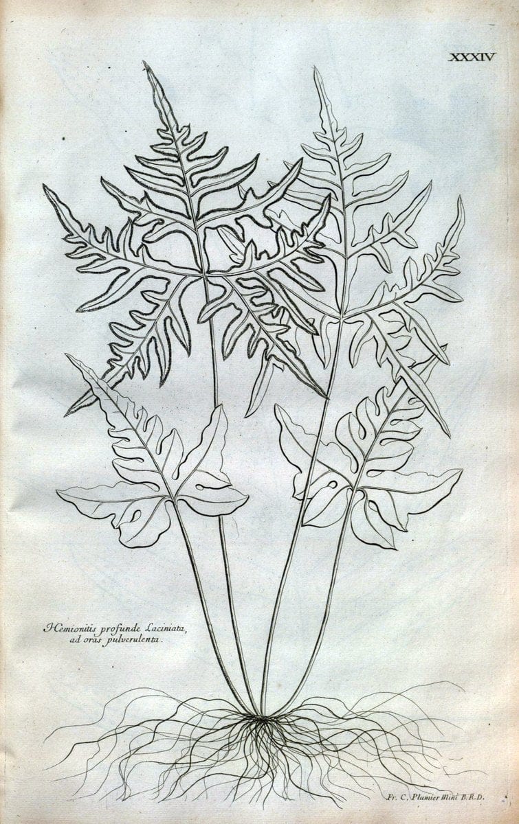 Description des plantes de l'Amerique :.A Paris, :De l'Imprimerie Royale,M.DC.CXIII [i.e | Botany "Pictorial works" "Pre-Linnean works" "West Indies"  | Vintage Print Reproduction 468081