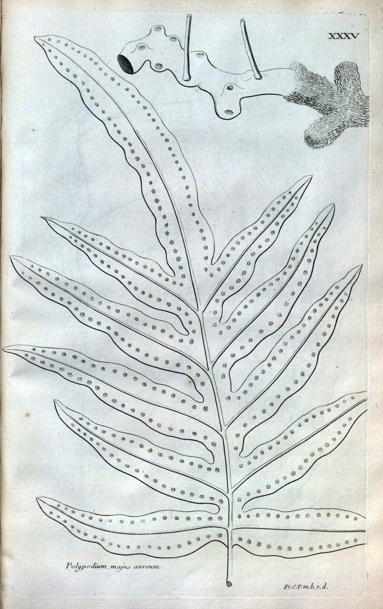 Description des plantes de l'Amerique :.A Paris, :De l'Imprimerie Royale,M.DC.CXIII [i.e | Botany "Pictorial works" "Pre-Linnean works" "West Indies"  | Vintage Print Reproduction 468082