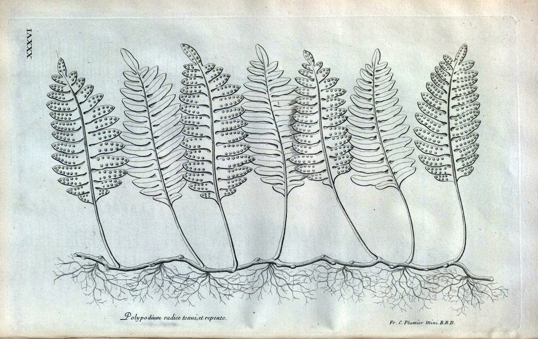 Description des plantes de l'Amerique :.A Paris, :De l'Imprimerie Royale,M.DC.CXIII [i.e | Botany "Pictorial works" "Pre-Linnean works" "West Indies"  | Vintage Print Reproduction 468083