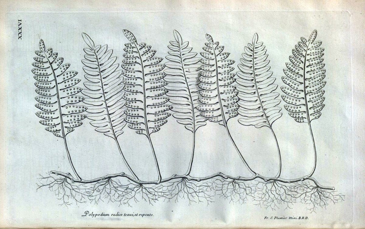 Description des plantes de l'Amerique :.A Paris, :De l'Imprimerie Royale,M.DC.CXIII [i.e | Botany "Pictorial works" "Pre-Linnean works" "West Indies"  | Vintage Print Reproduction 468083