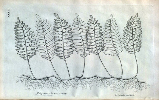 Description des plantes de l'Amerique :.A Paris, :De l'Imprimerie Royale,M.DC.CXIII [i.e | Botany "Pictorial works" "Pre-Linnean works" "West Indies"  | Vintage Print Reproduction 468083
