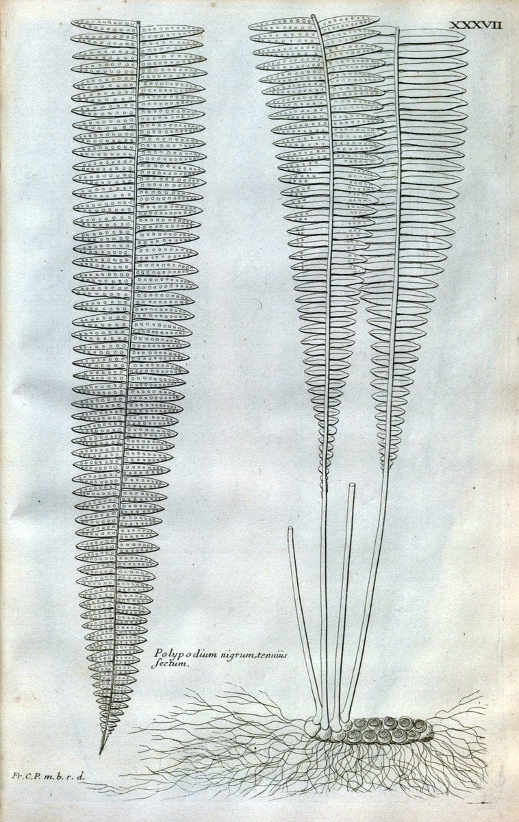 Description des plantes de l'Amerique :.A Paris, :De l'Imprimerie Royale,M.DC.CXIII [i.e | Botany "Pictorial works" "Pre-Linnean works" "West Indies"  | Vintage Print Reproduction 468084