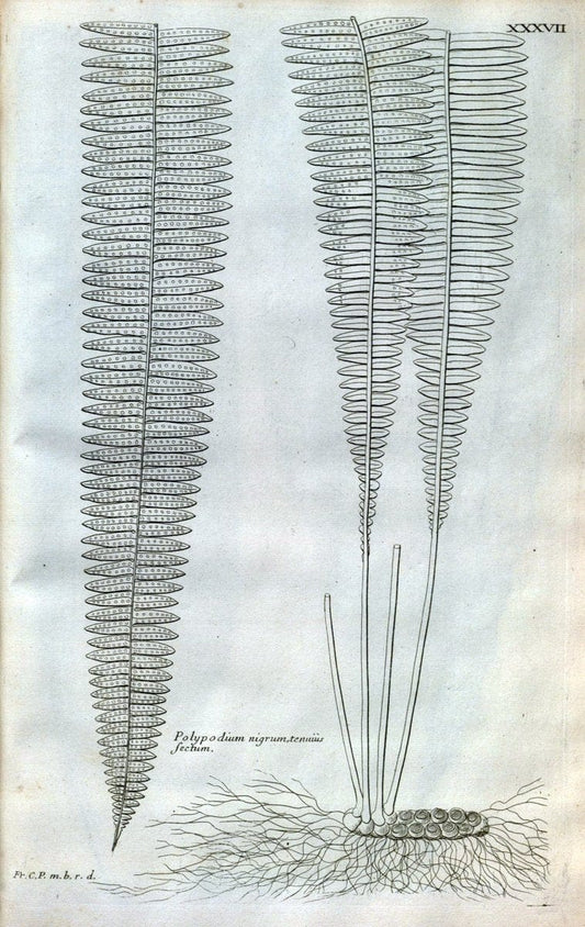 Description des plantes de l'Amerique :.A Paris, :De l'Imprimerie Royale,M.DC.CXIII [i.e | Botany "Pictorial works" "Pre-Linnean works" "West Indies"  | Vintage Print Reproduction 468084