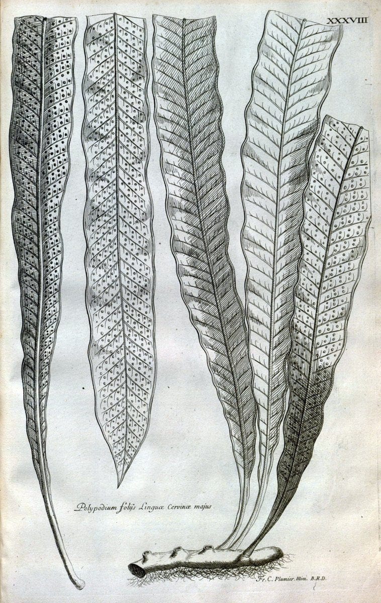 Description des plantes de l'Amerique :.A Paris, :De l'Imprimerie Royale,M.DC.CXIII [i.e | Botany "Pictorial works" "Pre-Linnean works" "West Indies"  | Vintage Print Reproduction 468085